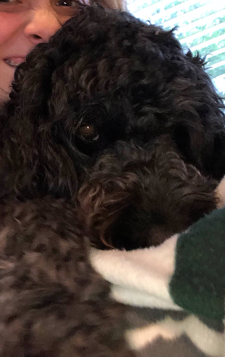 Tony is registered to the contest to win money with this photo: barbet, canidae, carnivore, cavapoo, cockapoo, dog, dog_breed, labradoodle, lagotto_romagnolo, maltepoo, mammal, miniature_poodle, poodle_crossbreed, portuguese_water_dog, schnoodle, spanish_water_dog, sporting_group, toy_poodle, vertebrate, water_dog