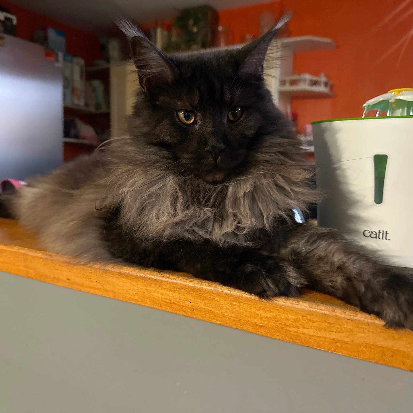 Zoukhou a rejoint le concours — aidez-le/la à gagner de superbes lots ! animal, appliance, beverage, cat, coffee, cookware, cup, device, electricaldevice, furniture, hardwood, kitten, manx, pet, plywood, pot, pottery, refrigerator, shelf, wood