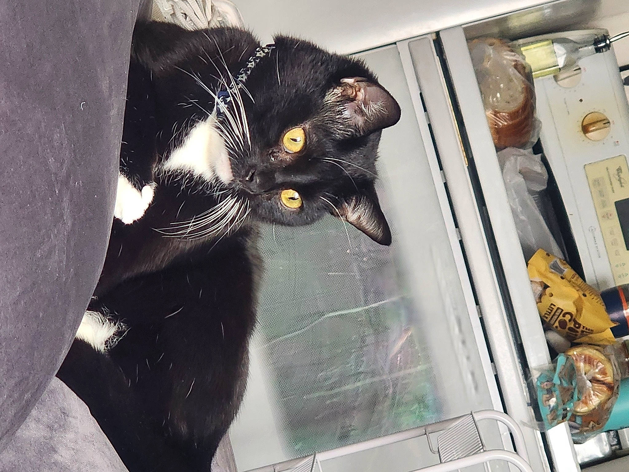 Westley is registered to the contest to win money with this photo: automotive_window_part, black_cat, carnivore, cat, domestic_short_haired_cat, felidae, fur, room, small_to_medium_sized_cats, snout, tail, tints_and_shades, vehicle_door, whiskers, window, windshield
