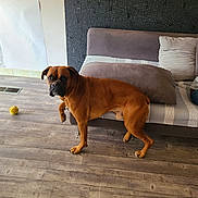 Api a rejoint le concours — aidez-le/la à gagner de superbes lots ! ball, brown_dog, canine, couch, curious, dog, domestic_animal, flooring, furniture, home, indoor, living_room, paw_raised, pet, pillow, relaxed, standing, striped_pillow, toy, wooden_floor
