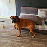 ball, brown_dog, canine, couch, curious, dog, domestic_animal, flooring, furniture, home, indoor, living_room, paw_raised, pet, pillow, relaxed, standing, striped_pillow, toy, wooden_floor