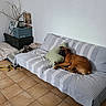 Api participe au concours pour gagner de l'argent avec cette photo : blanket, brown_dog, couch, cozy, dog, floor, furniture, home_decor, indoor, living_room, peeking_dog, pet, photoframes, pillow, relaxation, resting, striped_cover, tile_floor, toy_rope, trunks