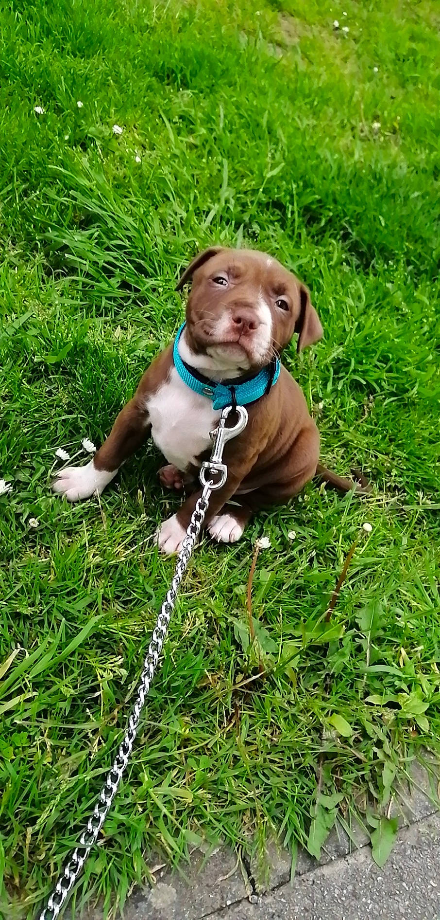 Saya a rejoint le concours — aidez-le/la à gagner de superbes lots ! canidae, carnivore, collar, companion_dog, dog, dog_breed, dog_collar, fawn, grass, groundcover, gun_dog, leash, liver, pet_supply, plant, snout, sporting_group, tail, terrestrial_animal, working_animal