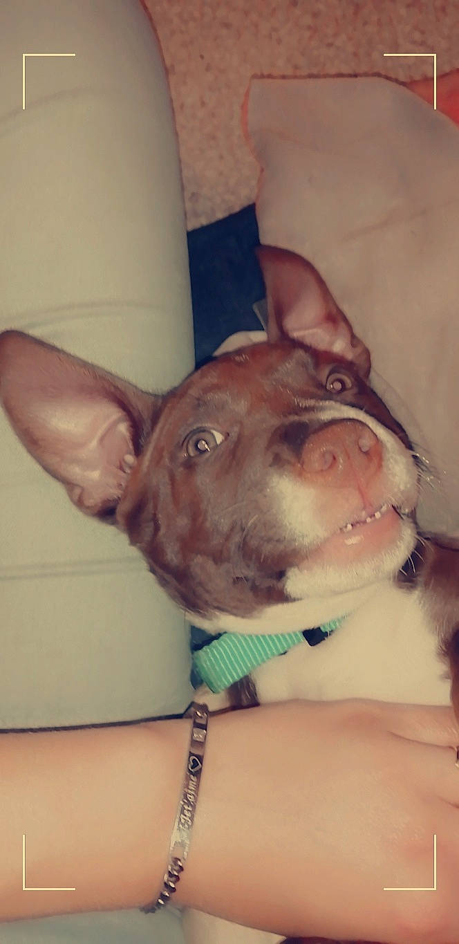 Saya a rejoint le concours — aidez-le/la à gagner de superbes lots ! canidae, carnivore, collar, comfort, companion_dog, dog, dog_breed, dog_collar, ear, eye, fawn, fur, gesture, jaw, liver, snout, sporting_group, toy_dog, whiskers, working_animal