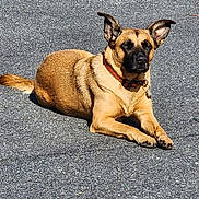 River is registered to the contest to win money with this photo: dog, tan_dog, black_muzzle, collar, asphalt, outdoor, sunlight, lying_down, animal, pet, ears_up, relaxed, canine, daylight, road_surface, fur, mammal, alert, resting, sidewalk