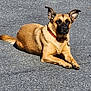 dog, tan_dog, black_muzzle, collar, asphalt, outdoor, sunlight, lying_down, animal, pet, ears_up, relaxed, canine, daylight, road_surface, fur, mammal, alert, resting, sidewalk