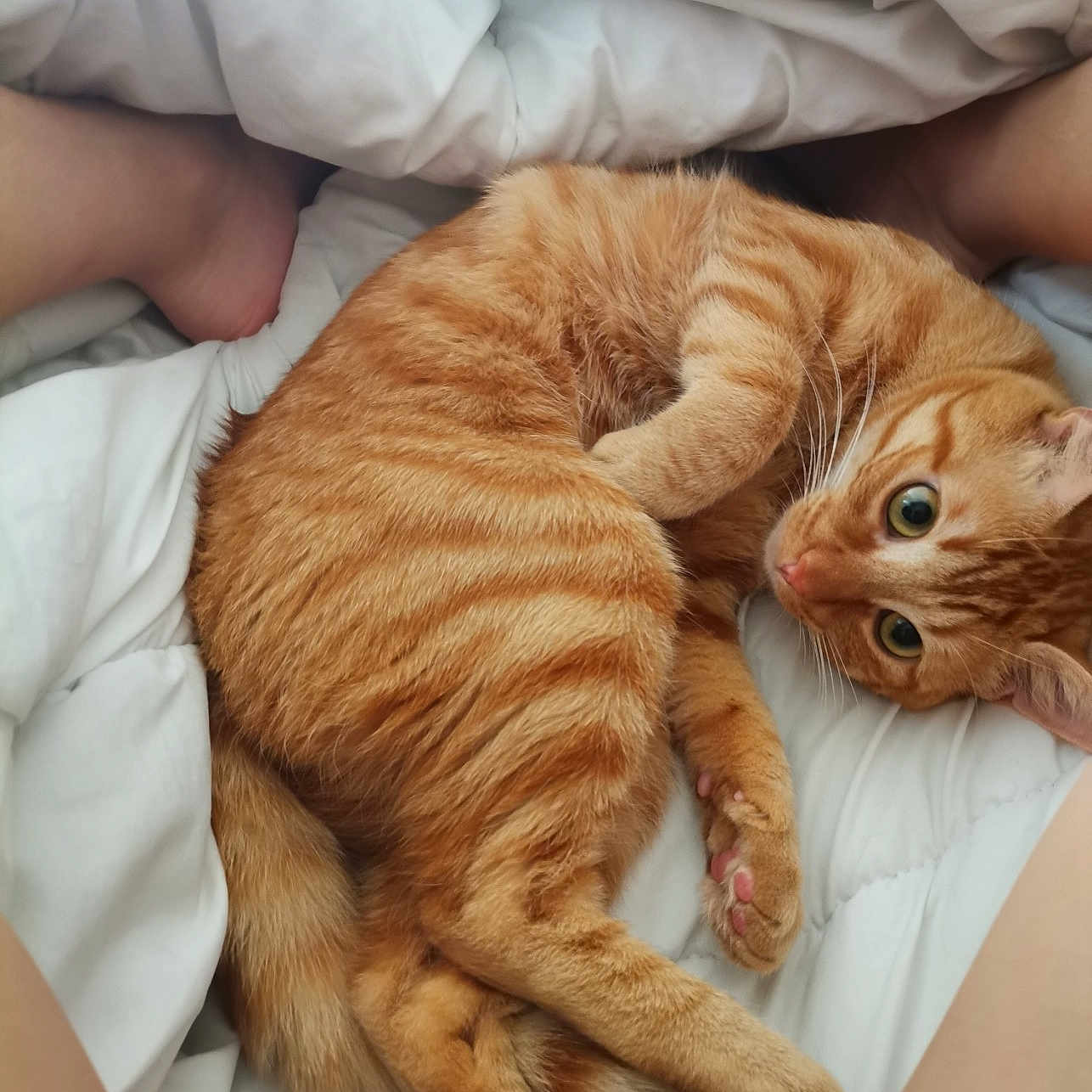 Glu