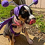 Mocha is registered to the contest to win money with this photo: dog, puppy, costume, purple, tongue, grass, sidewalk, collar, cute, pet, portrait, sunlight, shadow, ears, playful, accessory, pom_poms, closeup, nose, mouth