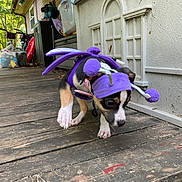 Mocha is registered to the contest to win money with this photo: puppy, dog, costume, purple, porch, wooden_floor, deck, pet, canine, paws, harness, house_exterior, window, outdoor, curious, playful, sniffing, young_dog, decor, walkway