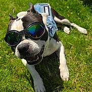 Remi joined the competition — help win amazing prizes! animal, black_and_white, canine, closeup, denim_vest, dog, fun, goggles, grass, happy, laying_down, outdoor, pet, playful, relaxed, smiling, summer, sunglasses, sunlight, tongue_out