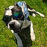 animal, black_and_white, canine, closeup, denim_vest, dog, fun, goggles, grass, happy, laying_down, outdoor, pet, playful, relaxed, smiling, summer, sunglasses, sunlight, tongue_out