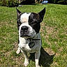 Remi is registered to the contest to win money with this photo: animal, boston_terrier, canine, collar, daytime, dog, ears, garden, grass, greenery, muzzle, nature, outdoor, person, pet, portrait, summer, sunlight, tag, wheelbarrow