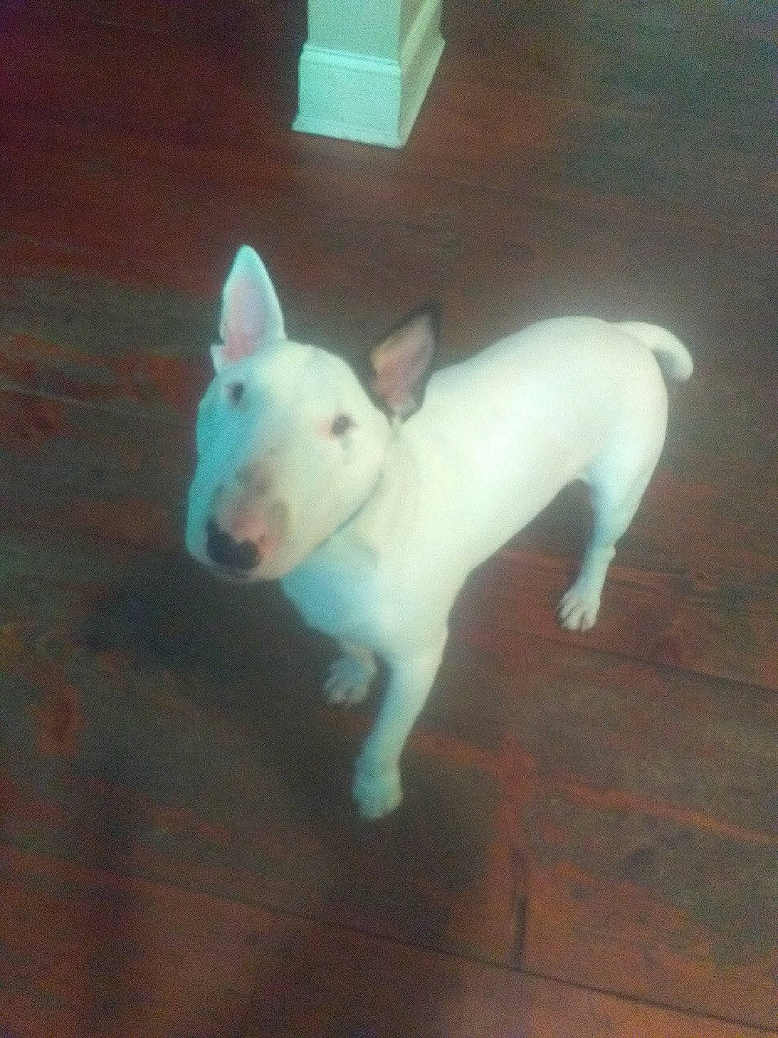 Ruger joined the competition — help win amazing prizes! bull_and_terrier, bull_terrier, bull_terrier_miniature, canidae, carnivore, companion_dog, dog, dog_breed, ear, english_white_terrier, fawn, flooring, old_english_terrier, snout, sporting_group, tail, terrestrial_animal, whiskers, wood, working_animal