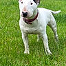 Ruger is registered to the contest to win money with this photo: alert, animal, bull_terrier, canine, collar, curious, daylight, dog, ears, fur, grass, greenery, mammal, nature, outdoor, pet, snout, standing, tail, white_dog