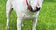 Ruger joined the competition — help win amazing prizes! animal, bull_terrier, canine, collar, companion, cute, dog, domestic_animal, ears, friendly, grass, grass_field, muzzle, nature, outdoor, pet, portrait, snout, standing, white_dog