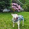 bull_terrier, bush, canine, denim_jacket, dog, flowers, grass, greenery, happy, house, lawn, nature, outdoor, pet, pink_flowers, porch, smiling, summer, tree, yard