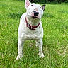 Ruger joined the competition — help win amazing prizes! animal, bull_terrier, canine, collar, daylight, dog, ears, forest, fur, grass, greenery, lawn, mammal, nature, outdoor, pet, portrait, snout, standing, white_dog