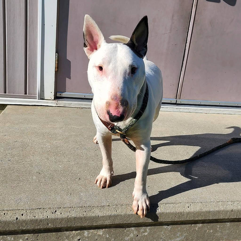 Ruger joined the competition — help win amazing prizes! bull_and_terrier, bull_terrier, bull_terrier_miniature, canidae, carnivore, collar, companion_dog, dog, dog_breed, dog_supply, ear, english_white_terrier, eye, fawn, gull_terr, old_english_terrier, snout, sporting_group, terrestrial_animal, whiskers