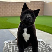 Panda is registered to the contest to win money with this photo: puppy, dog, black_fur, white_paw, white_chest_mark, pet_bed, outdoor, grass, brick_wall, collar, cute, young_dog, animal, pet, canine, playing, portrait, furry, domestic_animal, backyard
