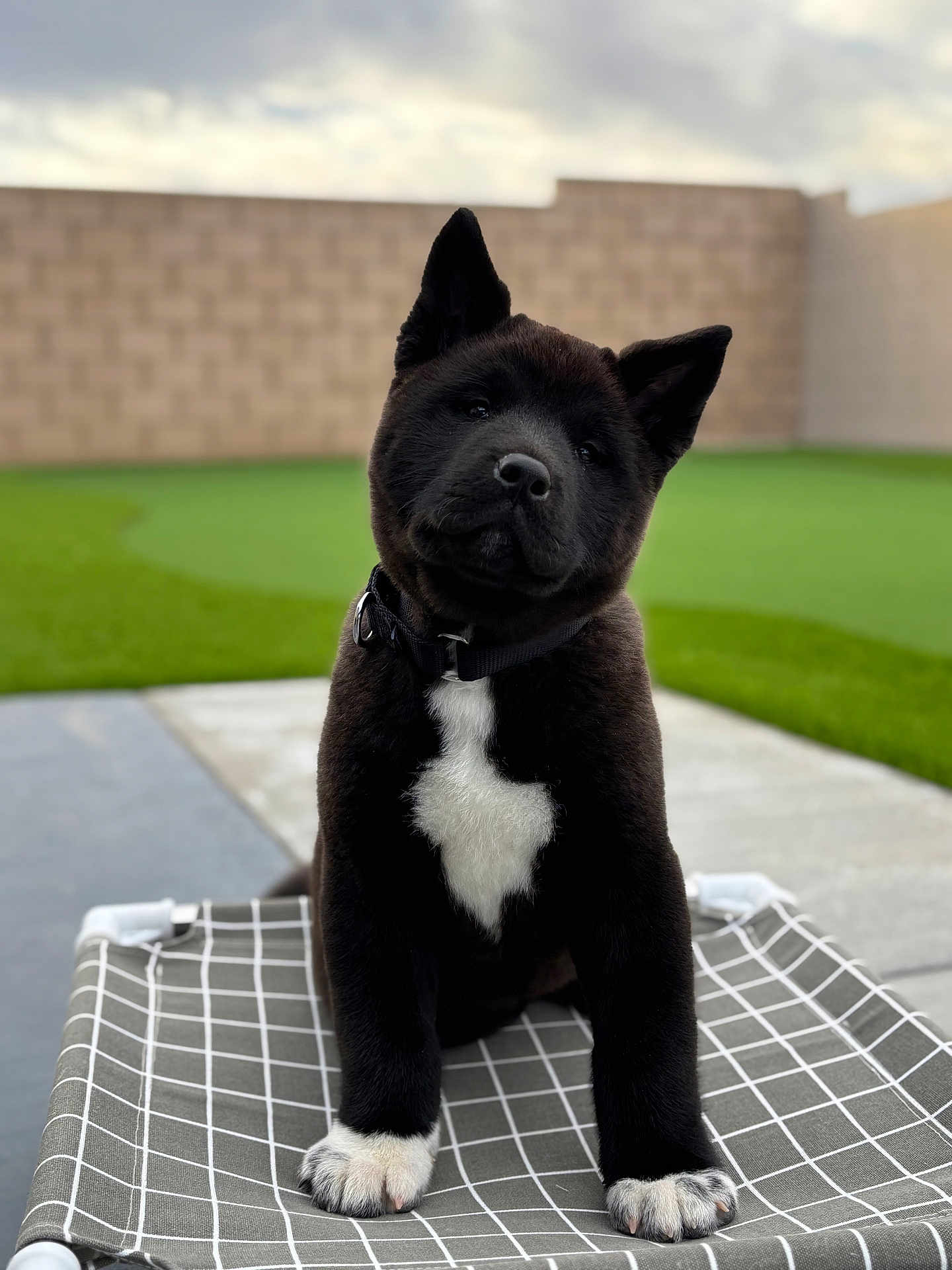 Panda is registered to the contest to win money with this photo: puppy, dog, black_fur, white_paw, white_chest_mark, pet_bed, outdoor, grass, brick_wall, collar, cute, young_dog, animal, pet, canine, playing, portrait, furry, domestic_animal, backyard