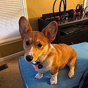 Zoey joined the competition — help win amazing prizes! dog, corgi, puppy, pet, indoor, furniture, ottoman, ears, brown, white, carpet, window, curtains, collar, tag, living_room, cute, animal, small_dog, alert