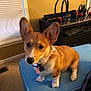 dog, corgi, puppy, pet, indoor, furniture, ottoman, ears, brown, white, carpet, window, curtains, collar, tag, living_room, cute, animal, small_dog, alert