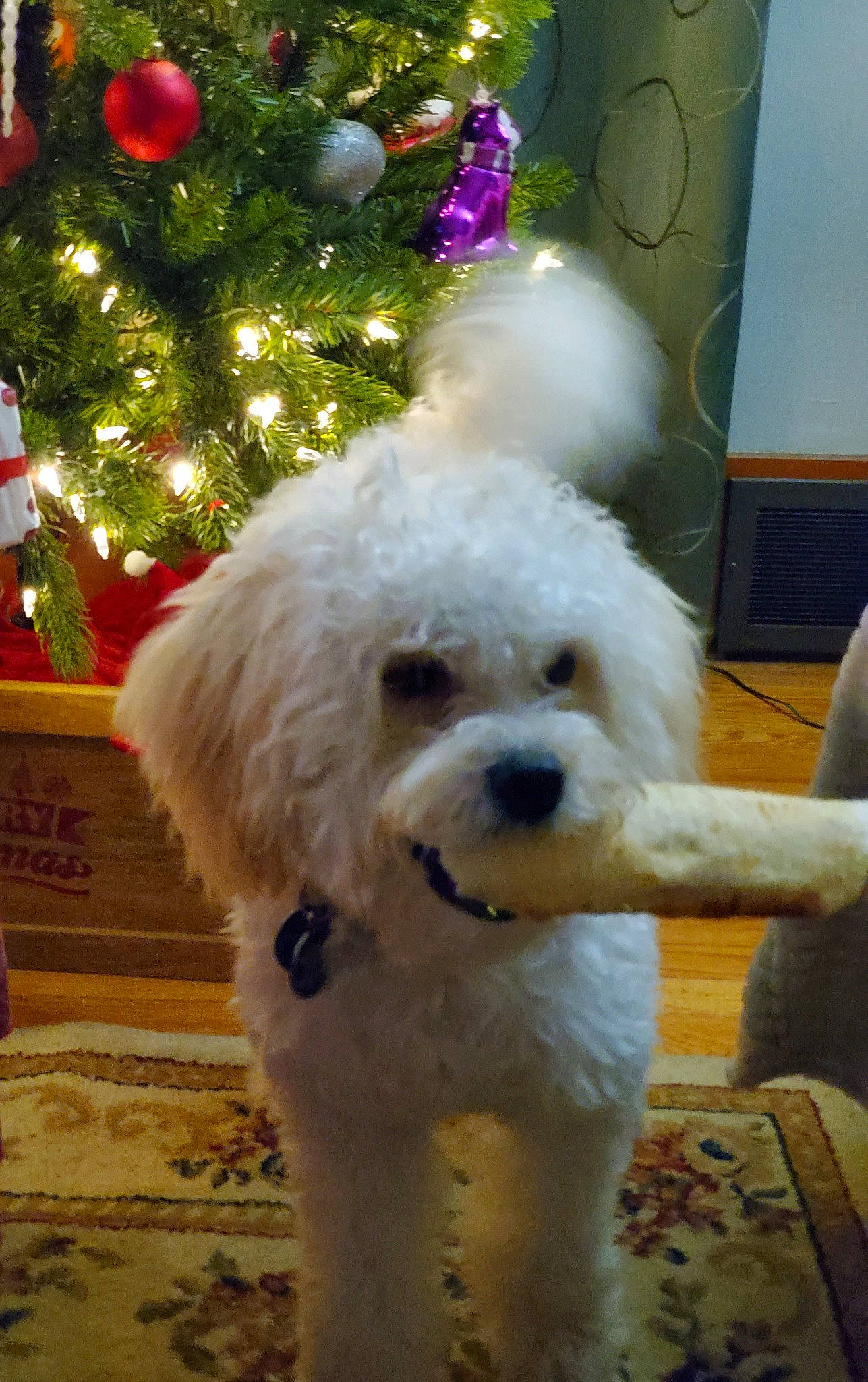 Hayze joined the competition — help win amazing prizes! canidae, carnivore, christmas_tree, companion_dog, dog, dog_breed, dog_collar, event, fur, holiday, labradoodle, maltepoo, non_sporting_group, poodle, sporting_group, terrier, toy_dog, tree, water_dog, working_animal