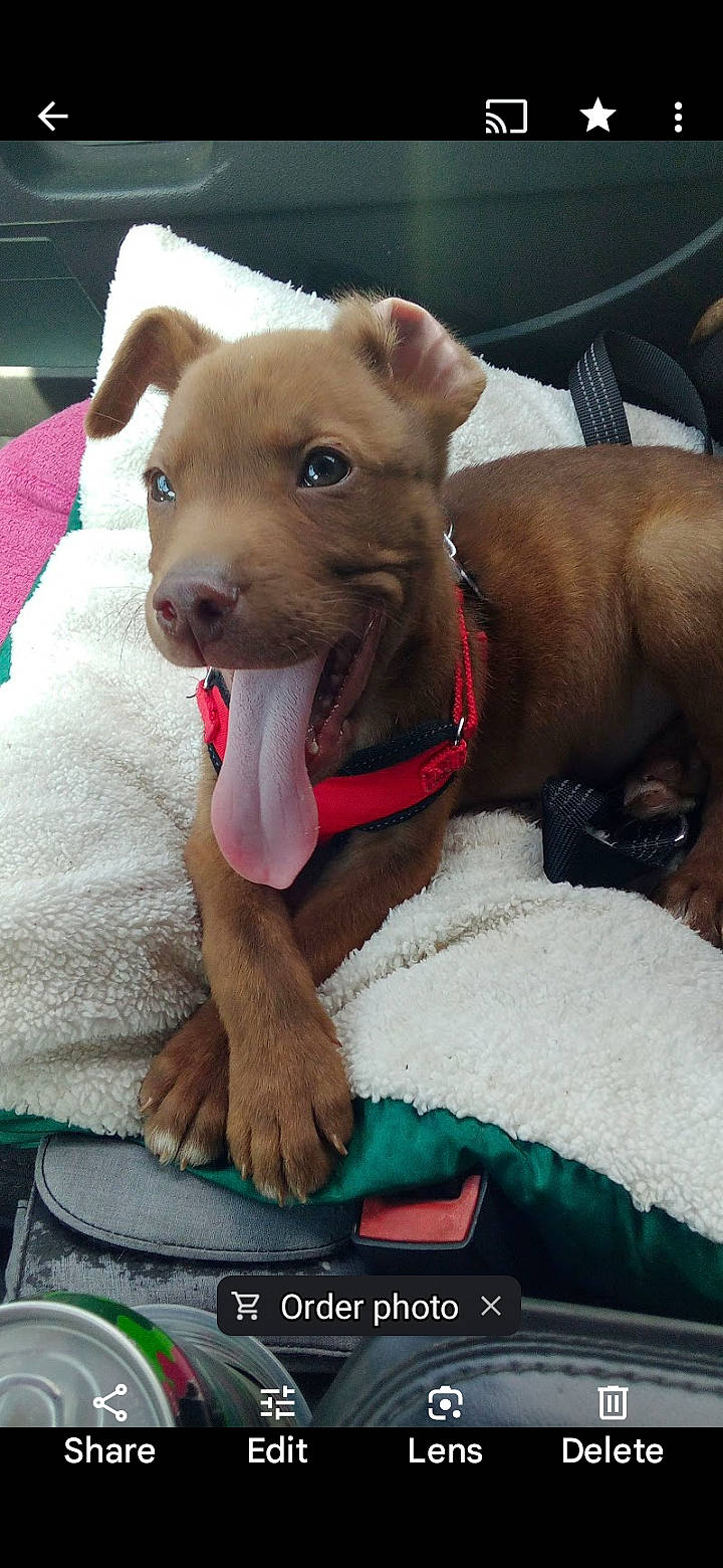 Rustik is registered to the contest to win money with this photo: canidae, carnivore, collar, comfort, companion_dog, cucumber, dog, dog_breed, dog_collar, dog_supply, ear, fashion_accessory, fawn, leash, pet_supply, snout, sporting_group, toy_dog, whiskers, working_animal