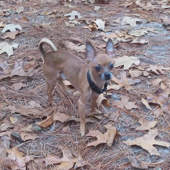 Kazar is registered to the contest to win money with this photo: alert, animal, brown_dog, canine, collar, curious, daylight, dog, dry_leaves, ears_up, forest_floor, ground, leaf_litter, nature, outdoor, pet, pine_needles, small_dog, standing, walking