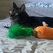 Percy Jackson joined the competition — help win amazing prizes! cat, tabby, bed, pillow, toy, plush, carrot, feathers, indoor, feline, pet, animal, fur, resting, looking, wooden_wall, blanket, cozy, domestic, sleepy