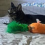 cat, tabby, bed, pillow, toy, plush, carrot, feathers, indoor, feline, pet, animal, fur, resting, looking, wooden_wall, blanket, cozy, domestic, sleepy