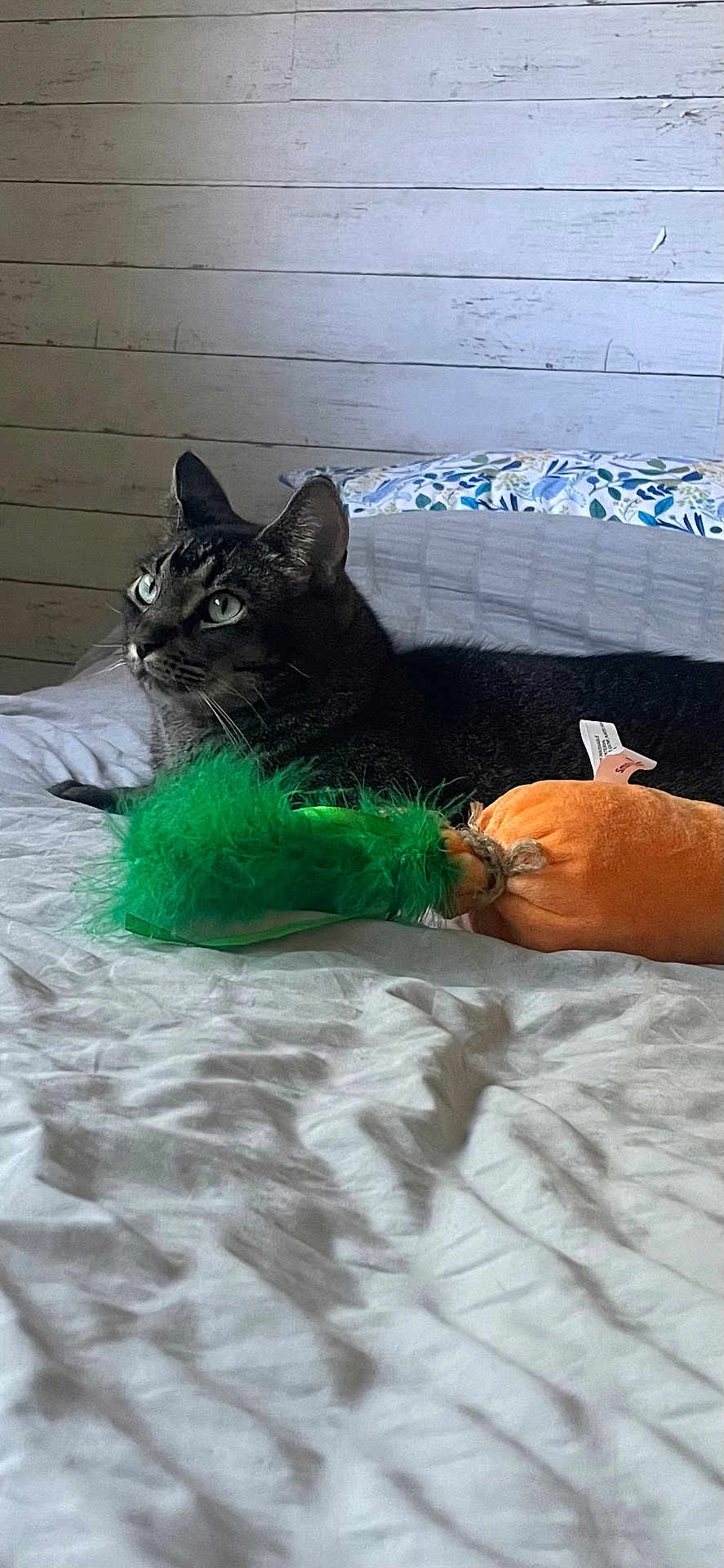 Percy Jackson joined the competition — help win amazing prizes! cat, tabby, bed, pillow, toy, plush, carrot, feathers, indoor, feline, pet, animal, fur, resting, looking, wooden_wall, blanket, cozy, domestic, sleepy
