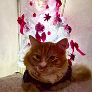Thai is registered to the contest to win money with this photo: animal, cat, christmas, christmas_tree, cozy, cute, decorations, feline, festive, fluffy, fur, holiday, indoor, orange_cat, ornaments, pet, red_bows, relaxed, tree_lights, white_tree