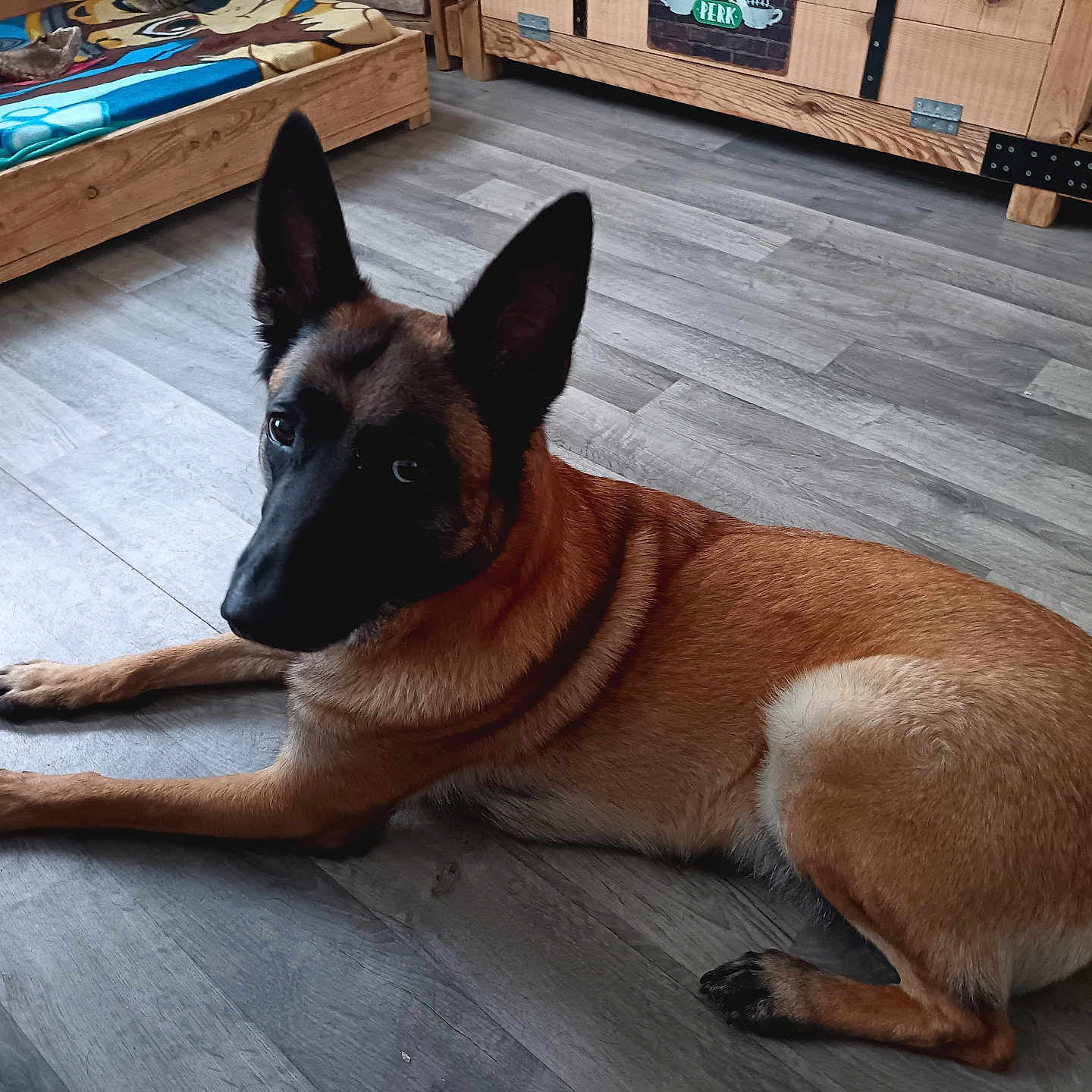Tess participe au concours pour gagner de l'argent avec cette photo : animal, architecture, bed, bedroom, canine, dog, dogbed, furniture, germanshepherd, hardwood, indoors, interiordesign, pet, plywood, policedog, puppy, room, snout, stainedwood, wood