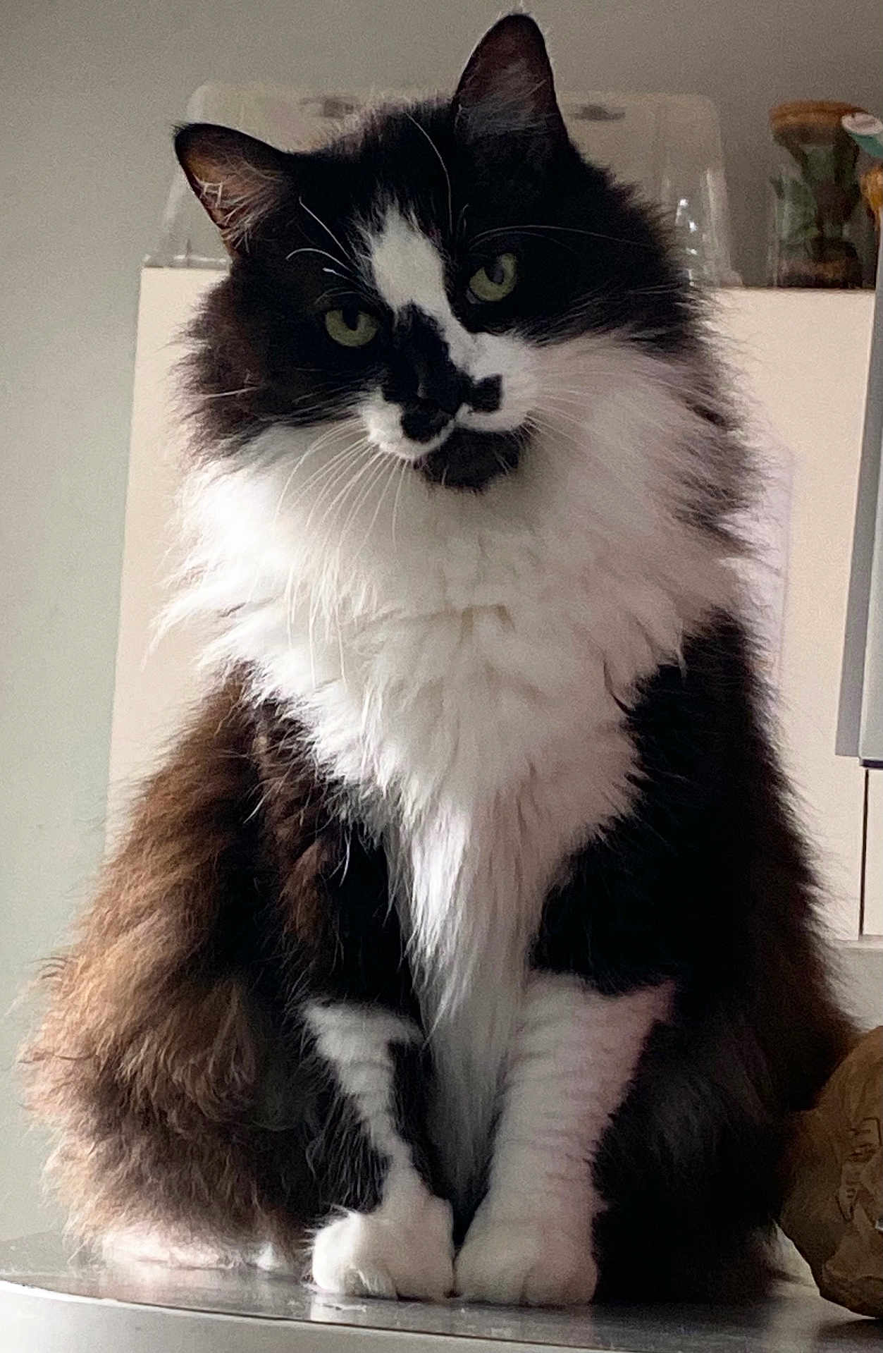 Simba