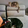 Kara a rejoint le concours — aidez-le/la à gagner de superbes lots ! animal, black_dog, cat, companion, couch, cozy, curious, dog, domestic, furniture, gray_background, home, indoor, living_room, pet, red_collar, relaxing, resting, sleeping, tabby_cat
