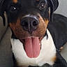 dog, pet, tongue_out, black_coat, brown_markings, white_chest, canine, indoor, couch, furniture, close_up, happy, friendly, animal, companion, domestic, face, ears, snout, tongue