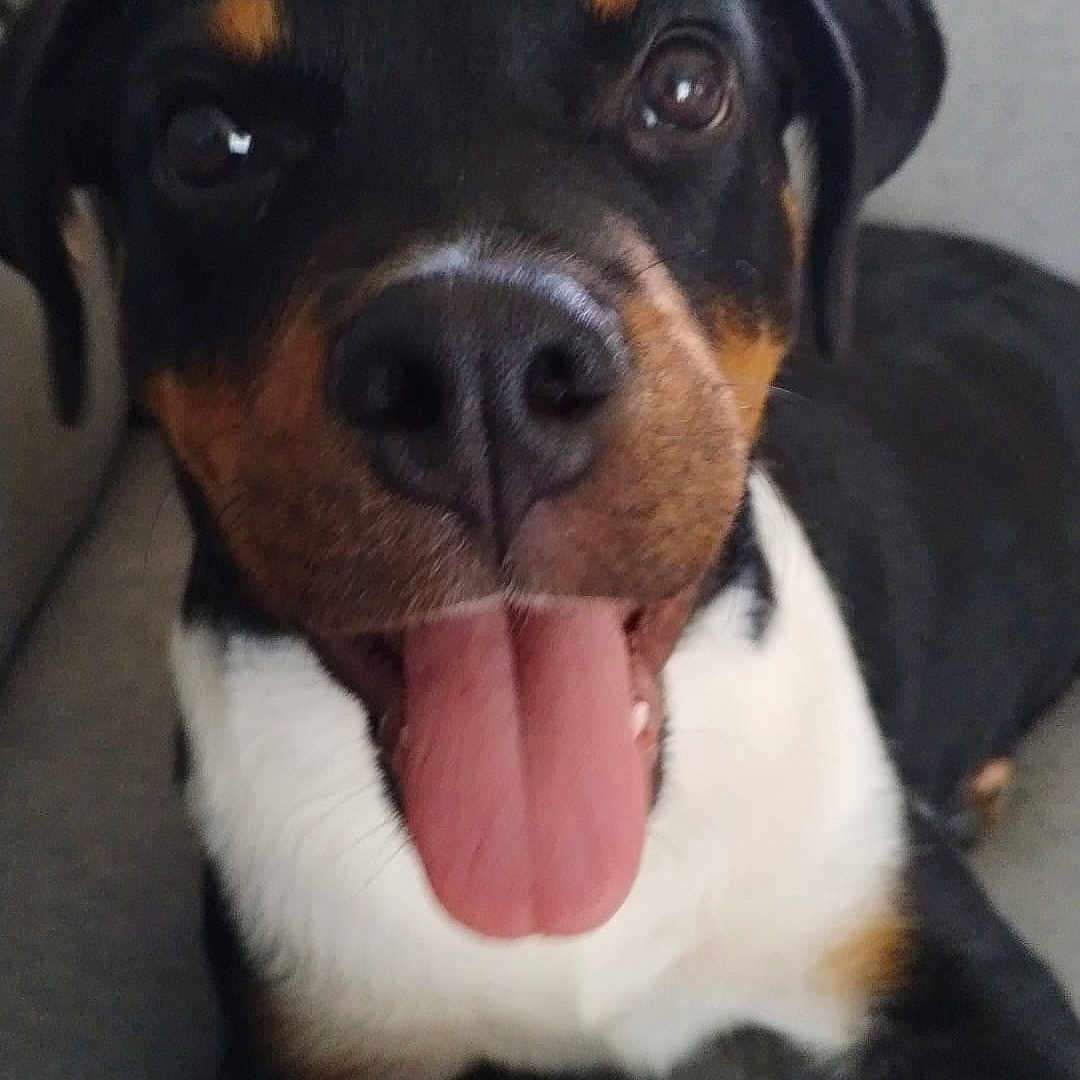 Kara participe au concours pour gagner de l'argent avec cette photo : dog, pet, tongue_out, black_coat, brown_markings, white_chest, canine, indoor, couch, furniture, close_up, happy, friendly, animal, companion, domestic, face, ears, snout, tongue