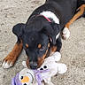 Kara a rejoint le concours — aidez-le/la à gagner de superbes lots ! animal, black_dog, brown_dog, collar, concrete, cute, dog, ears, front_paws, laying_down, outdoor, pet, playful, plush_toy, puppy, resting, snout, snowman, toy, young_dog