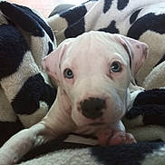 Odie is registered to the contest to win money with this photo: puppy, dog, white_dog, blanket, cozy, close_up, pet, animal, paw, cute, indoor, soft_texture, patterned_blanket, fur, young_dog, resting, looking, snuggle, comfort, curious