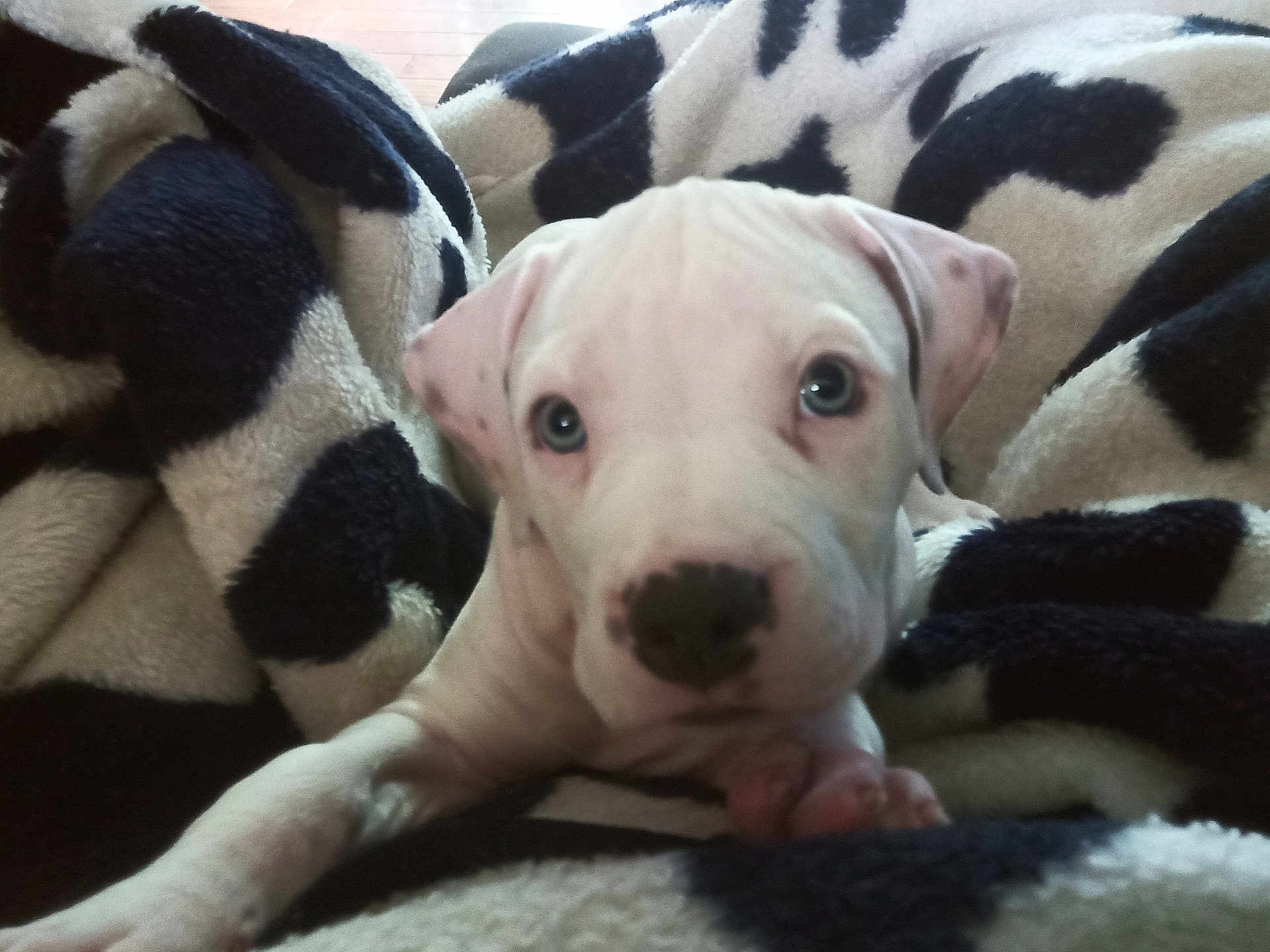 Odie is registered to the contest to win money with this photo: puppy, dog, white_dog, blanket, cozy, close_up, pet, animal, paw, cute, indoor, soft_texture, patterned_blanket, fur, young_dog, resting, looking, snuggle, comfort, curious