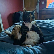 Lily is registered to the contest to win money with this photo: cat, calico, pet, indoor, blanket, bed, furniture, door, television, relaxed, sitting, animal, whiskers, fur, cozy, room, home, curious, domestic, cute