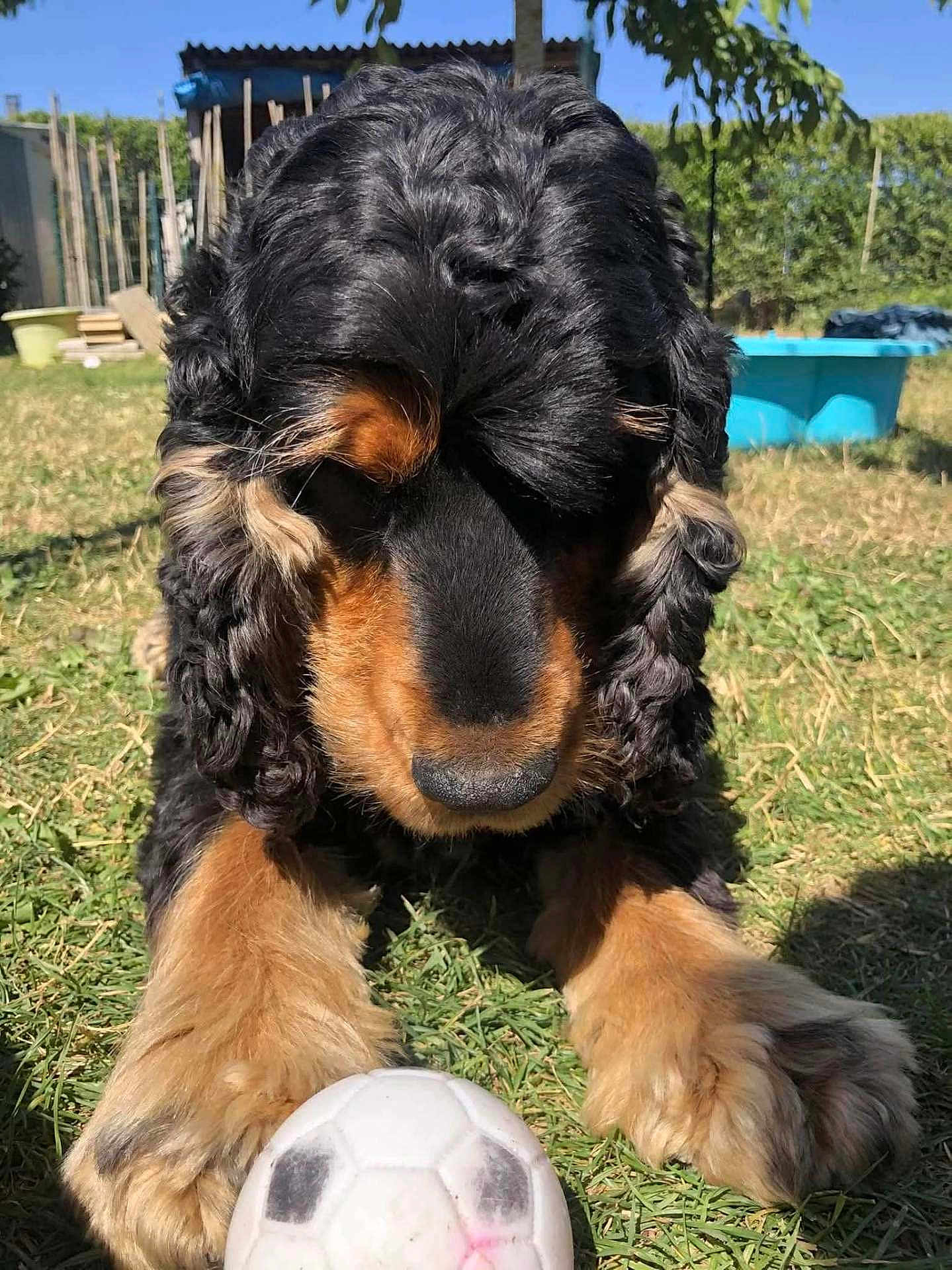 Léo participe au concours pour gagner de l'argent avec cette photo : dog, puppy, black, tan, curly_fur, grass, soccer_ball, outdoor, sunny, yard, pet, playful, closeup, animal, canine, summer, greenery, toy, nature, cute