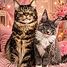 cat, tabby_cat, gray_cat, kitten, fluffy, pets, portrait, pink_blanket, flowers, fairy_lights, indoor, cute, feline, animal, soft_lighting, decor, cozy, sitting, names, warm_colors