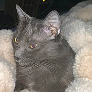 Missy is registered to the contest to win money with this photo: animal_portrait, calm, cat, closeup, comfort, cozy, cute, domestic_animal, ears, feline, fluffy_blanket, fur, gray_cat, indoor, nap, pet, relaxed, resting, soft_texture, whiskers