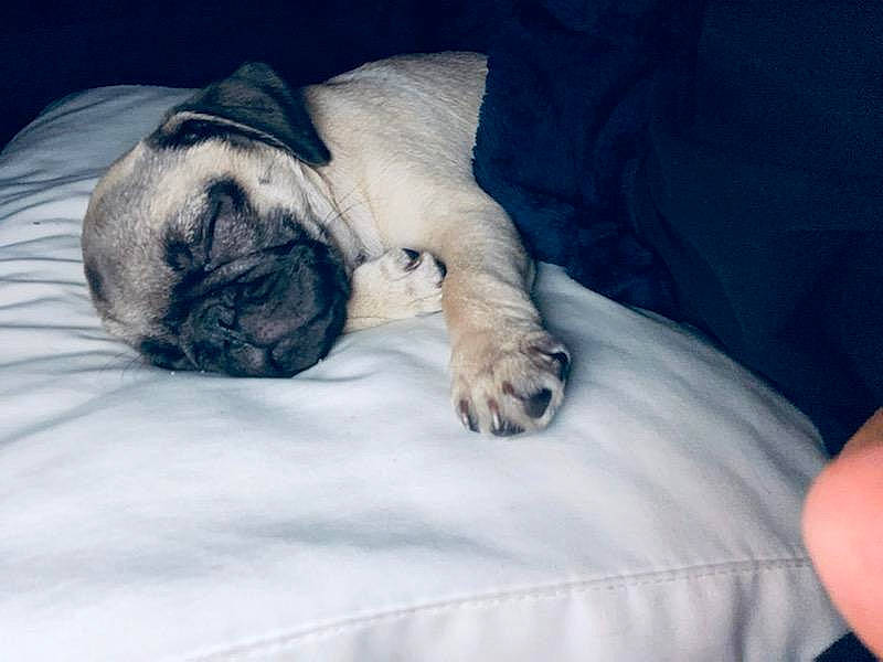 Ms. Piggy joined the competition — help win amazing prizes! bedding, canidae, carnivore, cloud, comfort, companion_dog, dog, dog_breed, fawn, felidae, fur, linens, paw, pug, snout, sporting_group, terrestrial_animal, toy_dog, whiskers, wrinkle