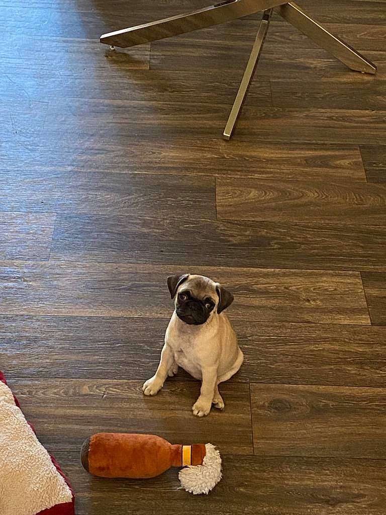 Ms. Piggy joined the competition — help win amazing prizes! carnivore, companion_dog, dog, dog_breed, door, fawn, floor, flooring, hardwood, laminate_flooring, light, lighting, line, pet_supply, pug, snout, sporting_group, tail, tints_and_shades, wood