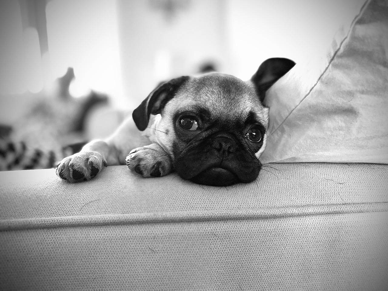 Ms. Piggy is registered to the contest to win money with this photo: begging, carnivore, comfort, companion_dog, dog, dog_breed, fawn, flash_photography, grey, monochrome, monochrome_photography, pug, snout, sporting_group, terrestrial_animal, toy_dog, whiskers, wood, working_animal, wrinkle