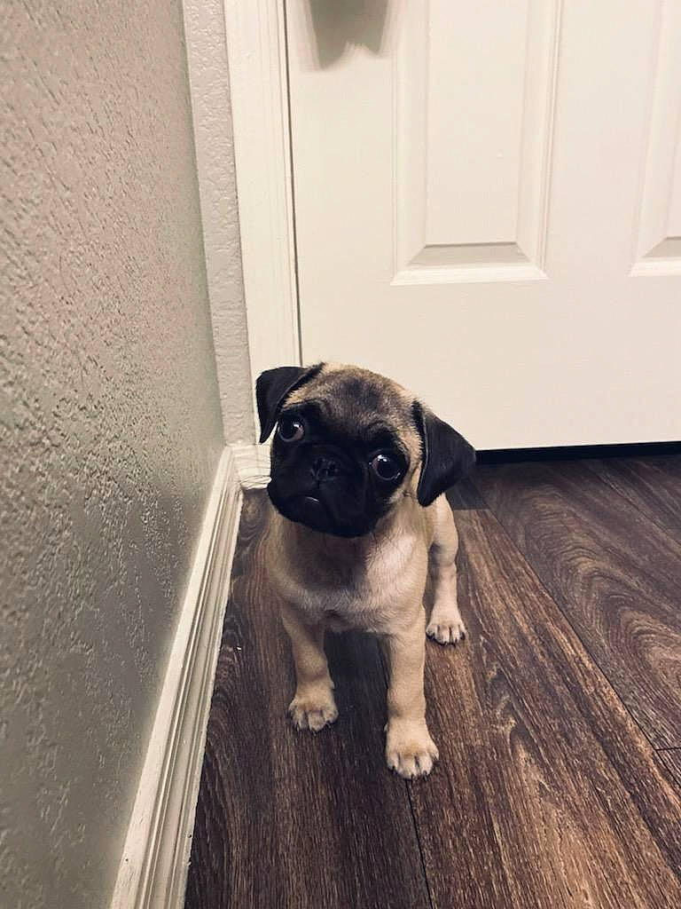 Ms. Piggy joined the competition — help win amazing prizes! canidae, carnivore, companion_dog, dog, dog_breed, door, fawn, floor, flooring, hardwood, laminate_flooring, pug, room, snout, sporting_group, toy_dog, whiskers, wood, wood_flooring, working_animal