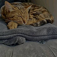 Twix participe au concours pour gagner de l'argent avec cette photo : cat, couch, cozy, domestic_animal, ears, feline, folded_towel, fur, gray_towel, indoor, nap, paw, pet, relaxation, resting, sleeping, soft_texture, tabby_cat, towel, whiskers